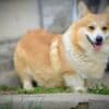 Pembroke Welsh Corgi puppies photo 13