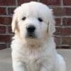 English Golden retriever: Raised with Care and Certified Quality photo 1