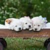 English Golden retriever: Raised with Care and Certified Quality photo 2