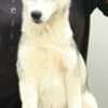 Siberian Husky Female Puppy photo 1