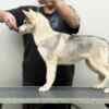 Siberian Husky Female Puppy photo 2