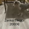 Pit bull terrier photo 1