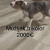Pit bull terrier photo 3