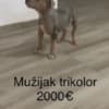 Pit bull terrier photo 4