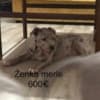Pit bull terrier photo 5