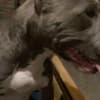 Pit bull terrier photo 6
