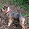 Pit bull terrier photo 7