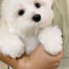 Maltese Puppies .whatsapp us:+447490124950 photo 1