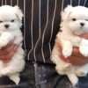 Maltese Puppies .whatsapp us:+447490124950 photo 3