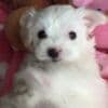 Maltese Puppies .whatsapp us:+447490124950 photo 4