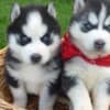 Siberian Husky Puppies.whatsapp us:+447490124950 photo 1