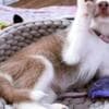 Siberian Husky Puppies.whatsapp us:+447490124950 photo 2