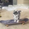 Siberian Husky Puppies.whatsapp us:+447490124950 photo 3
