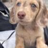 Purebred Dutch Hun Puppies .whatsapp us:+447490124950 photo 1