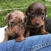 Purebred Dutch Hun Puppies .whatsapp us:+447490124950 photo 2