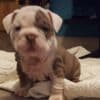 Gorgeous English Bulldog puppies. whatsapp us:+447490124950 photo 1