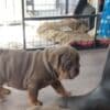 Gorgeous English Bulldog puppies. whatsapp us:+447490124950 photo 3
