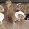 Gorgeous English Bulldog puppies. whatsapp us:+447490124950 photo 4