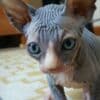 Healthy male and female Sphynx kittens Seeking new homes.whatsapp us:+ photo 1
