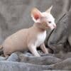 Healthy male and female Sphynx kittens Seeking new homes.whatsapp us:+ photo 3