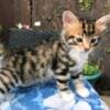 Stunning Rosetted Male and Female Bengal Cats.whatsapp us:+44749012495 photo 1