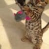 Stunning Rosetted Male and Female Bengal Cats.whatsapp us:+44749012495 photo 2