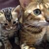 Stunning Rosetted Male and Female Bengal Cats.whatsapp us:+44749012495 photo 4