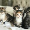 Available mane coon Kittens.whatsapp us:+447490124950 photo 1