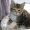 Available mane coon Kittens.whatsapp us:+447490124950 photo 2