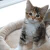 Available mane coon Kittens.whatsapp us:+447490124950 photo 3