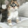 Available mane coon Kittens.whatsapp us:+447490124950 photo 4