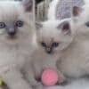 hand-raised ragdoll kittens.whatsapp us:+447490124950 photo 1