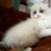 hand-raised ragdoll kittens.whatsapp us:+447490124950 photo 2