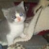 British short hair Kitten Available.whatsapp us:+447490124950 photo 1