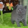 British short hair Kitten Available.whatsapp us:+447490124950 photo 2