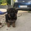 German Shepherd photo 1