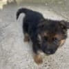 German Shepherd photo 2