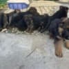 German Shepherd photo 3