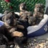 German Shepherd photo 4