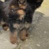 German Shepherd photo 5