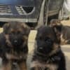 German Shepherd photo 6