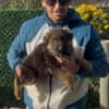 German Shepherd photo 7