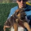 German Shepherd photo 8