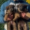 German Shepherd photo 9