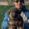 German Shepherd photo 10