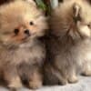 Cute teacup Pomeranian puppies photo 1