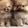 Cute teacup Pomeranian puppies photo 2