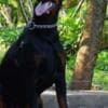 Doberman puppies for sale photo 1
