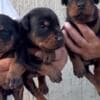 Doberman puppies for sale photo 2