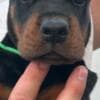 Doberman puppies for sale photo 3